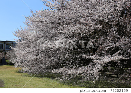 櫻花校區 櫻花校區 75202169