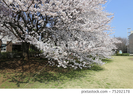 櫻花校區 75202178