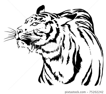 Tiger glare, black and white 75202242