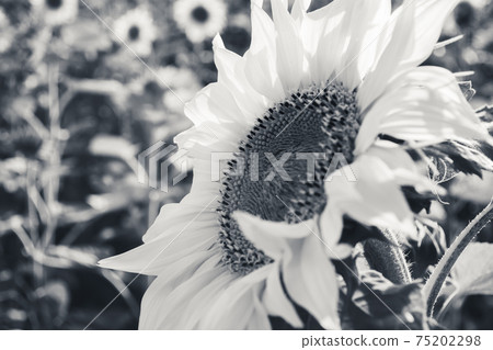 Beautiful sunflower flower in black and white Beautiful sunflower flower in black and white 75202298