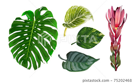Tropical leaves set 75202468