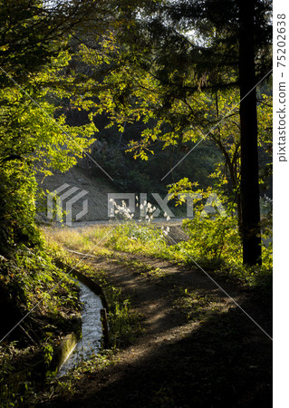 Awagatake (Sanjo City), a mountain road that shines in the setting sun 75202638