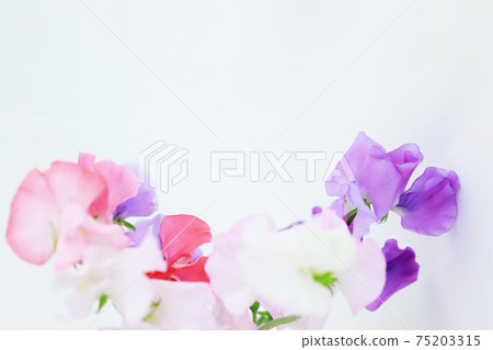 Pink and purple sweet pea Pink and purple sweet pea 75203315