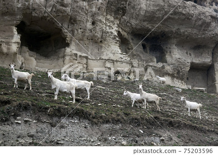goats grazing with a herd against the background of the ruins of the ancient cave city-fortress Chufut-Kale, Crimea goats grazing with a herd against the background of the ruins of the ancient cave city-fortress Chufut-Kale, Crimea 75203596