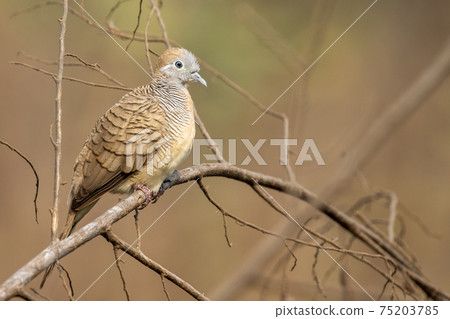Image of zebra dove on a branch on nature background. Animal. Birds. Image of zebra dove on a branch on nature background. Animal. Birds. 75203785
