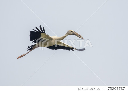 Image of Asian openbill stork(Anastomus oscitans) flying in the sky. Bird, Wild Animals. Image of Asian openbill stork(Anastomus oscitans) flying in the sky. Bird, Wild Animals. 75203787