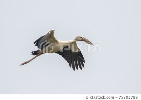 Image of Asian openbill stork(Anastomus oscitans) flying in the sky. Bird, Wild Animals. Image of Asian openbill stork(Anastomus oscitans) flying in the sky. Bird, Wild Animals. 75203789