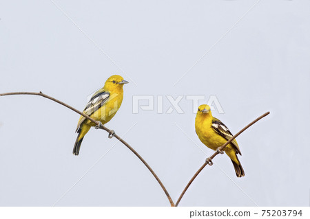 Image of Common Iora  bird on a branch on nature background. Animal. Bird. 75203794