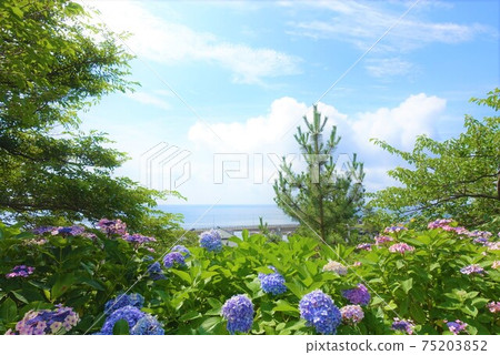 繡球 繡球 75203852