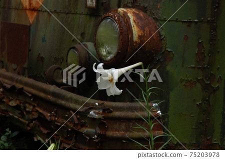 A splendid lily flower blooming in iron rust 75203978