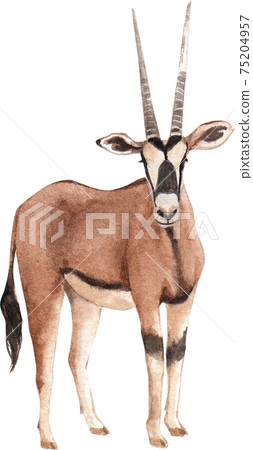 Chamois element watercolor 75204957