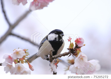 Great tit sucking nectar of cherry blossoms Great tit sucking nectar of cherry blossoms 75205272