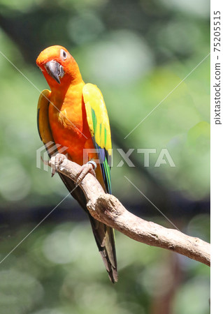 The mini parrot bird on stick tree The mini parrot bird on stick tree 75205515