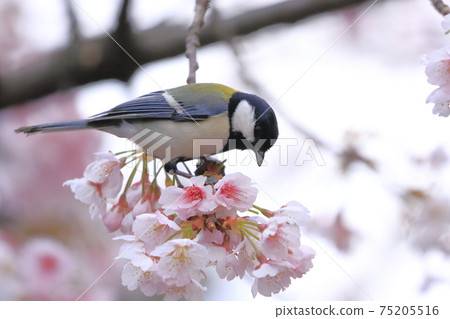 Great tit sucking nectar of cherry blossoms 75205516