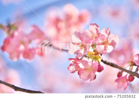 Beautiful Kawazu cherry blossoms and sky 75205632