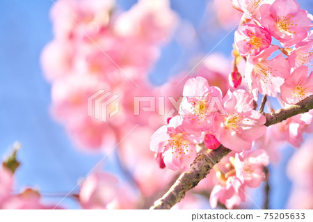 Beautiful Kawazu cherry blossoms and sky 75205633