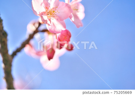 Beautiful Kawazu cherry blossoms and sky 75205669