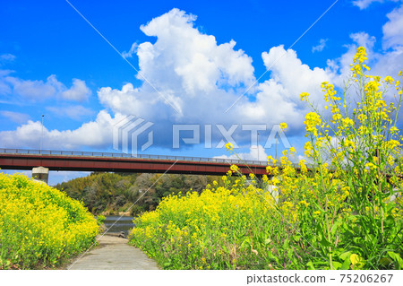 Rape blossoms and blue sky at the riverbed of Yamasaki Bridge over the Sendai River Rape blossoms and blue sky at the riverbed of Yamasaki Bridge over the Sendai River 75206267