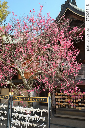 Mikuriya Shrine Plum Blossom Mikuriya Shrine Plum Blossom 75206348