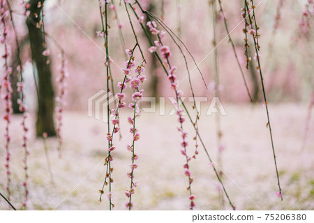 梅樹林的春天風光 75206380