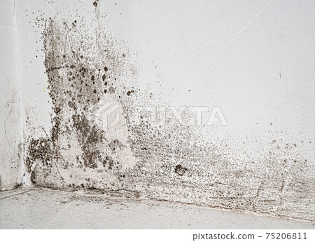 white wall with black mold. dangerous fungus for human health 75206811