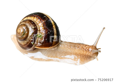 brown wet live snail cutout on white 75206917