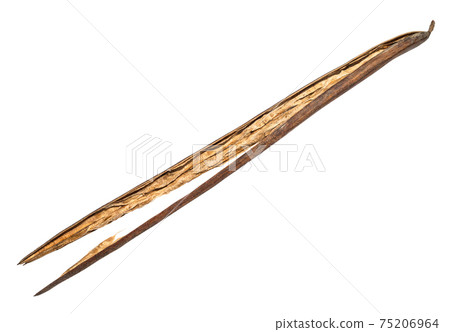 dried bean pod of catalpa cut out on white dried bean pod of catalpa cut out on white 75206964
