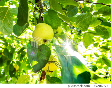yellow apple fruits on green tree lit by sun yellow apple fruits on green tree lit by sun 75206975