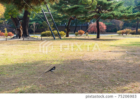 magpie bird on lawn in garden in Seoul in autumn 75206983