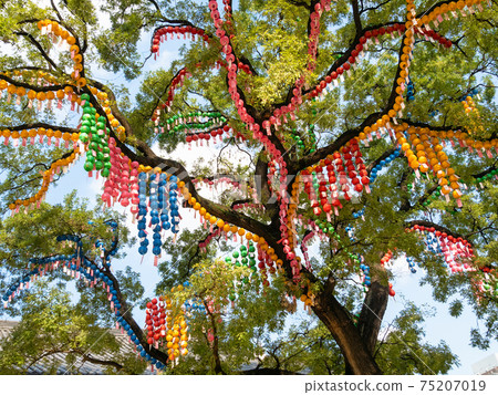 Buddhist decorated tree in Seoul city Buddhist decorated tree in Seoul city 75207019