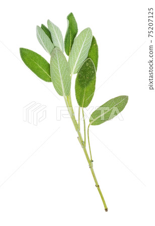natural twig of sage herb cutout on white 75207125