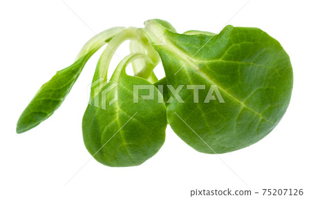 twig of fresh corn salad (mache) cutout on white twig of fresh corn salad (mache) cutout on white 75207126