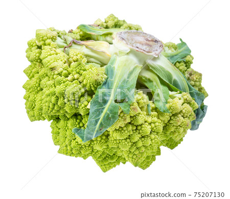 root of fresh romanesco broccoli cabbage cutout root of fresh romanesco broccoli cabbage cutout 75207130