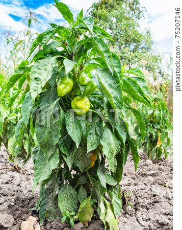 bush of ripe capsicum pepper plant in garden bush of ripe capsicum pepper plant in garden 75207146
