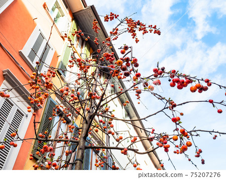 decorative crabapple tree on street in Bergam decorative crabapple tree on street in Bergam 75207276
