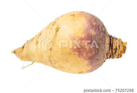 ripe rutabaga vegetable root cutout 75207288