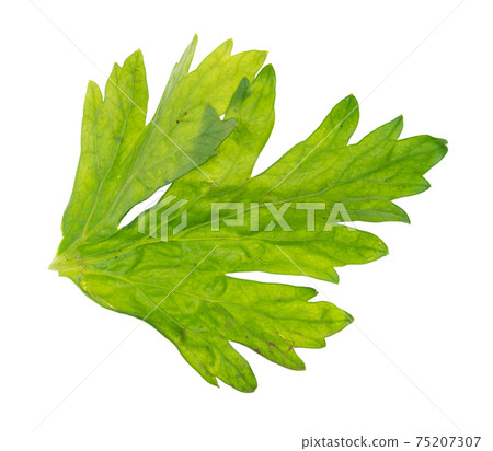 back side of wet fresh green leaf of celery plant 75207307