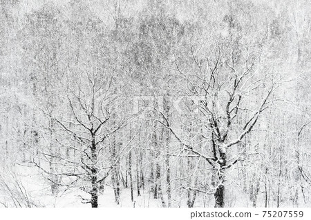 heavy snowfall over forest in winter 75207559