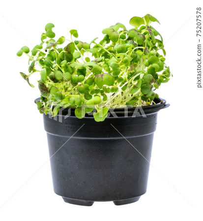 side view of green mustard cress in pot cutout 75207578