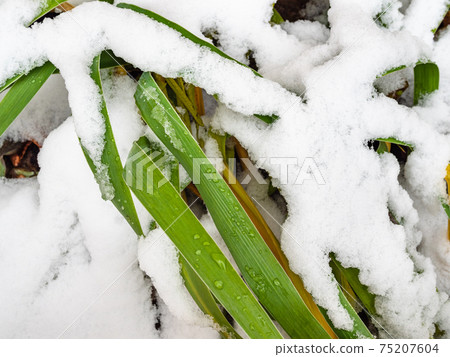 green leaves of garden plant covered by first snow green leaves of garden plant covered by first snow 75207604