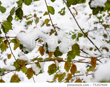 the first snow on green leaves in city park the first snow on green leaves in city park 75207609