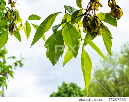 twigs of ash-leaved maple tree with green leaves twigs of ash-leaved maple tree with green leaves 75207663