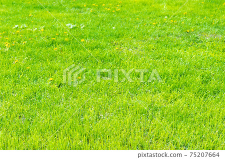 lawn with green grass and yellow flowers in city lawn with green grass and yellow flowers in city 75207664