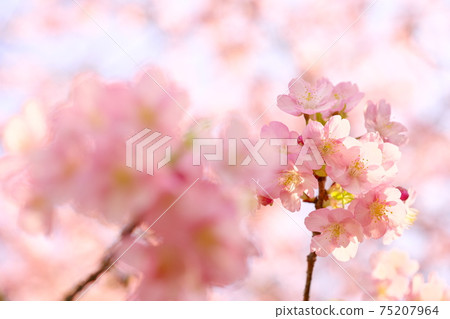 美麗的河津櫻花樹 75207964