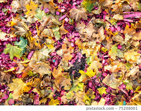 fallen maple leaves and pink wood mulch on meadow fallen maple leaves and pink wood mulch on meadow 75208001