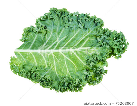 single leaf of curly-leaf kale (leaf cabbage) single leaf of curly-leaf kale (leaf cabbage) 75208007