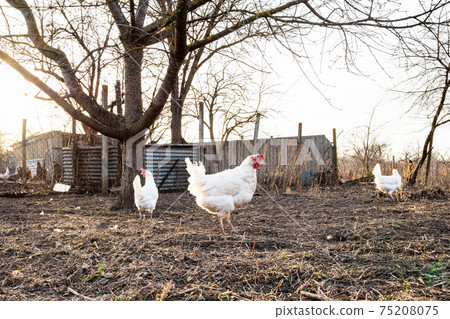 white chickens walk at garden near poultry yard 75208075