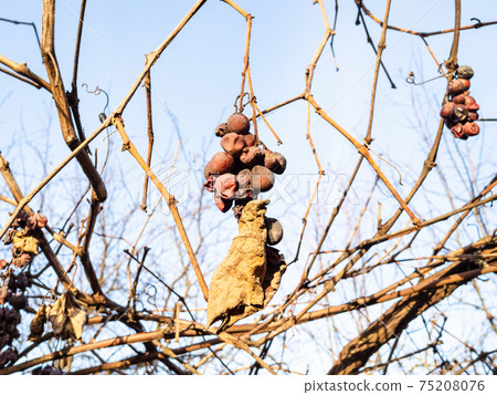 sunlit bunches of sun-dried grapes in vineyard sunlit bunches of sun-dried grapes in vineyard 75208076