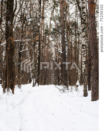 snow-covered path in city park in winter 75208102