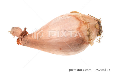 unpeeled fresh shallot cutout on white 75208123